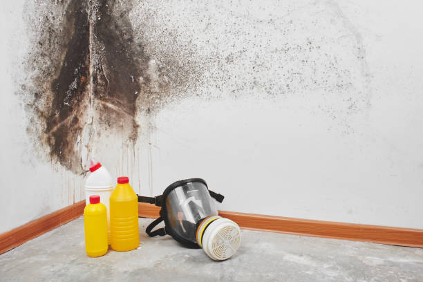Best Mold Remediation Experts  in Tyhee, ID