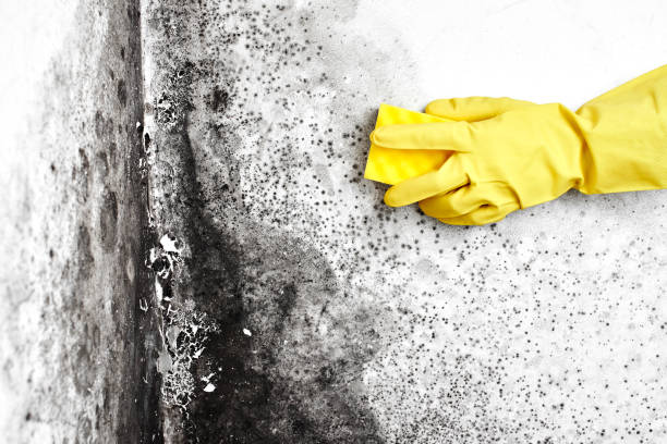 Best Toxic Mold Removal  in Tyhee, ID