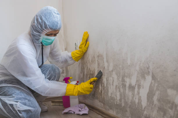 Best Mold Removal Process  in Tyhee, ID