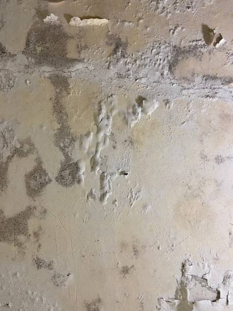 Best Residential Mold Removal  in Tyhee, ID