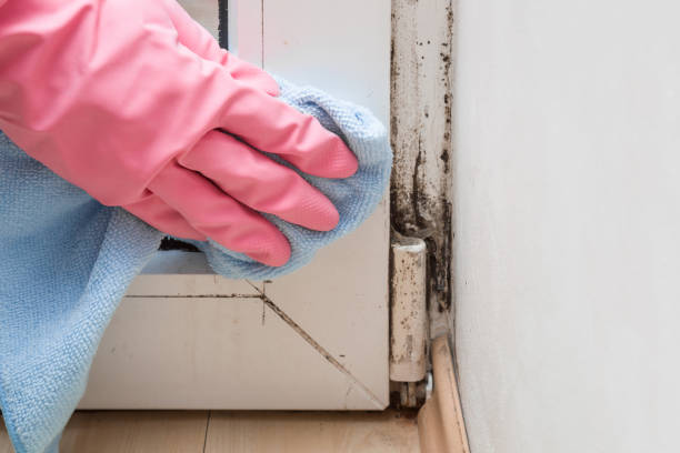 Best Attic Mold Removal  in Tyhee, ID